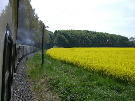 Molli "im Rapsfeld" zwischen Kühlungsborn und Heiligendamm