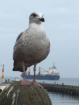 Fischbrötchen in Gefahr!