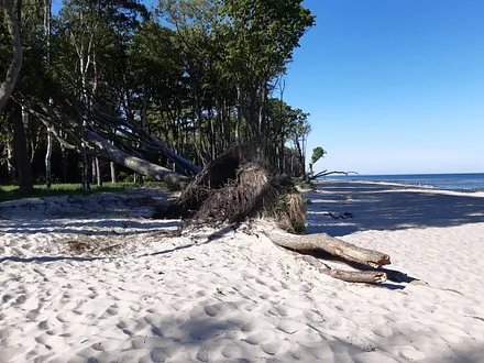 Windflüchter an der Abbruchkante
