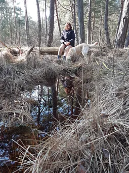 im großen Ribnitzer Moor