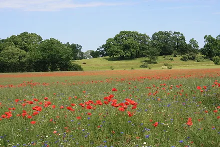 Mohnfeld in der Umgebung