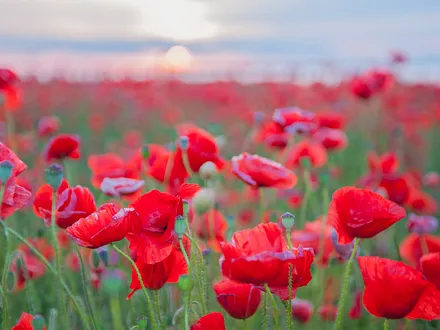 Der Frühsommer auf Rügen