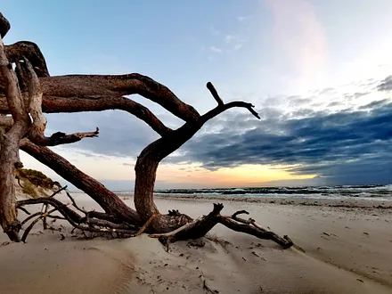 Weststrand auf dem Darß - der wahrscheinlich schönste Strand der Welt