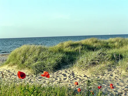 Herrliche Dünenlandschaft im Süden von Kühlungsborn, an die direkt das Naturschutzgebiet Riedensee anschließt (ideal für ruhige Wanderungen)