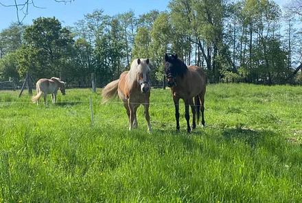 Ein Reiterhof befindet sich neben der Ferienanlage 