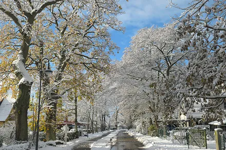 Buchenstrasse im Winter