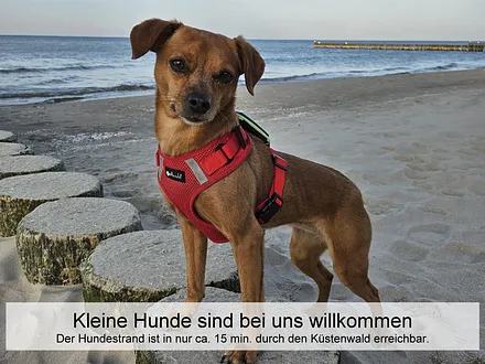 Prinzessin Nala am Strand