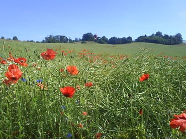 Kirchberg