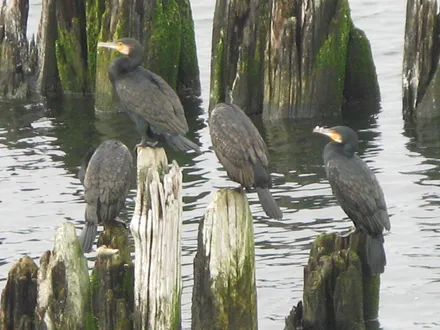 Kormorane warten auf Beute