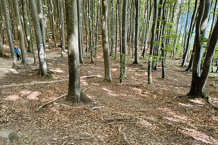 Tauchen Sie gleich hinter der Stadt Saßnitz ein in den Nationalpark Jasmund mit seinen alten Buchenhallenwäldern!