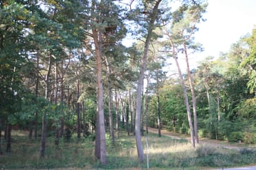 Küstenwald