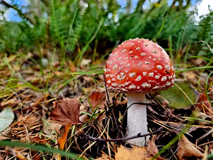 Natur wie im Märchen erleben