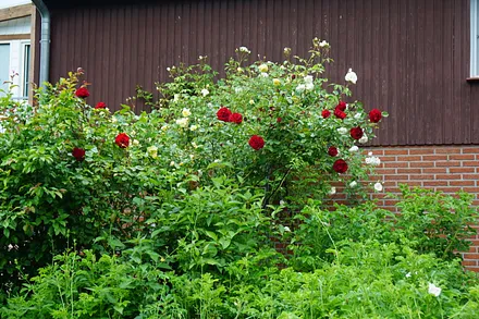Rosen an der Terrasse