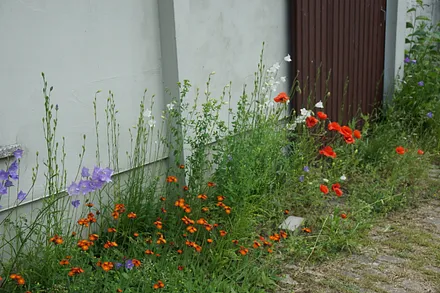 Blütenpracht am Nebengelass