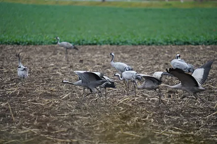 Kraniche im Oktober auf Feld nebenan