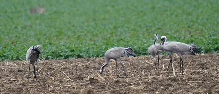 Kraniche