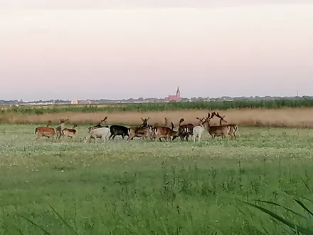 möglicher Blick aus dem Wohnzimmerfenster