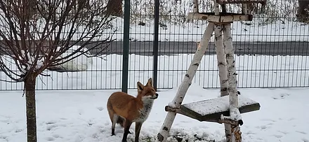 Wintergäste