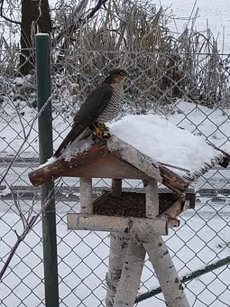 Wintergäste