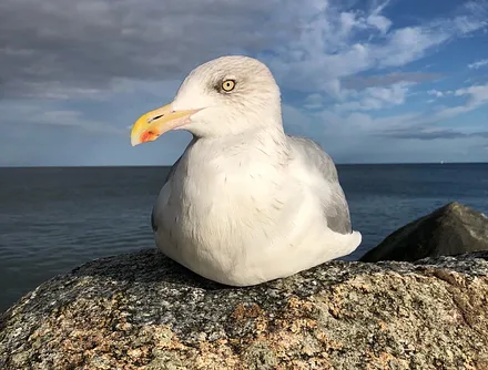 Möwe