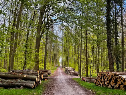 Wanderweg im Wald nach Koserow