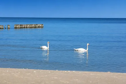 Schwäne in der Ostsee