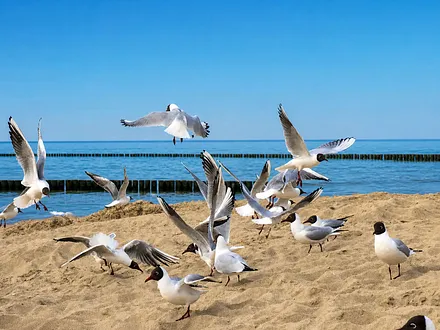 Möwen am Ostseestrand