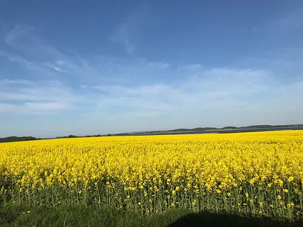Rapsfeld in der Nähe von Bobbin
