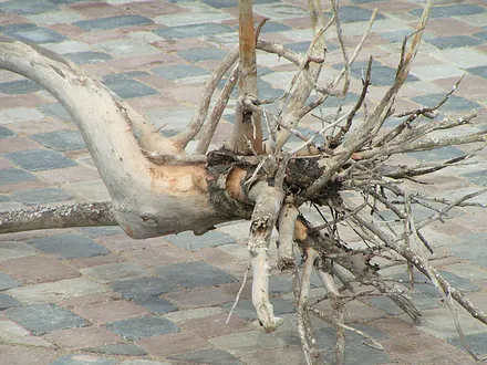 .......... STRANDGUT ...........