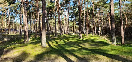 Kiefernwald hinter dem Strand