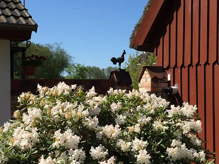Der historische Hahn wacht auf dem Pagels Hof