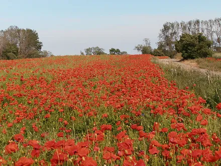 Auf dem Weg zum Strand