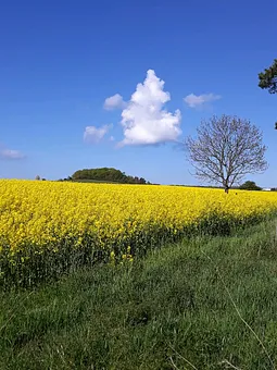 Ruderfähre Moritzdorf
