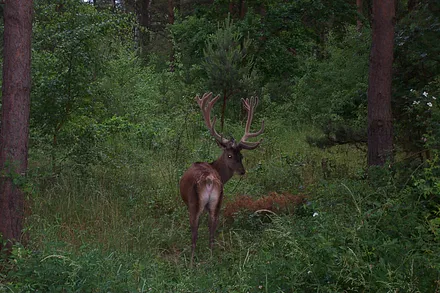 Ein mögliches Naturerlebnis