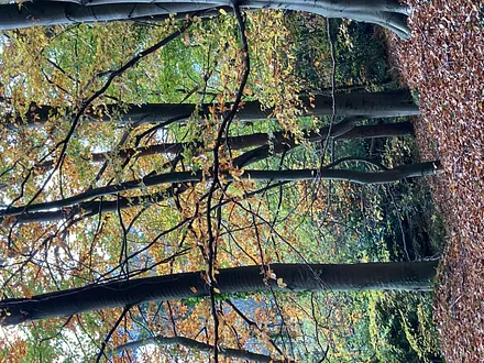 Herbst - Entspannung pur in der Natur