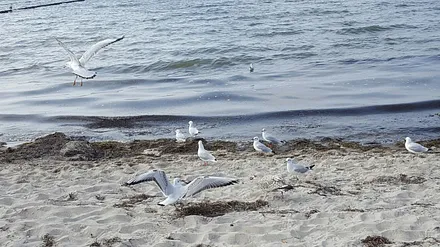 Tanz der Möwen
