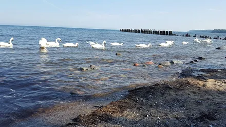 Schwäne an der Steilküste