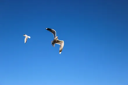 Ich flieg nach Usedom