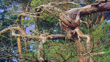 Ausschnitt vom Wald auf der Schaabe - mit langen Wanderwegen nahe der Wohnung