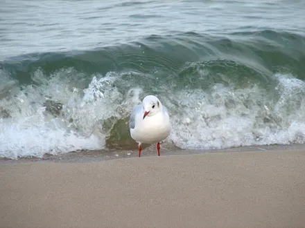im Herbst ... sind die Möwen oft unter sich
