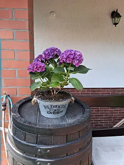 Hortensie