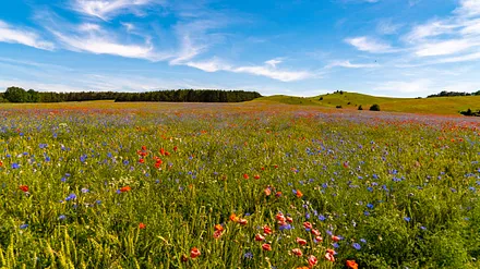 Unsere schöne Natur auf der Insel