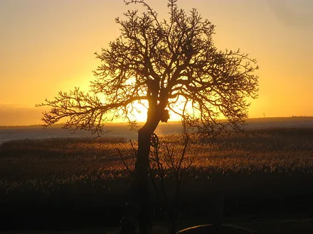 Die Sonne geht auf,über den Saaler Bodden. Gesehen von der Terrasse aus