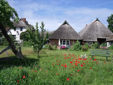 Der Mohn blüht......