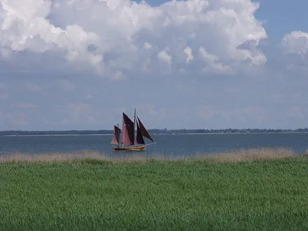 Eine Zeese auf dem Saaler Bodden