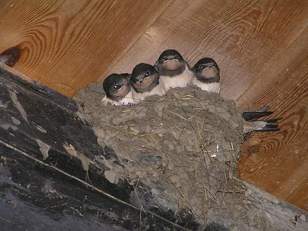 Untermieter im Sommer....