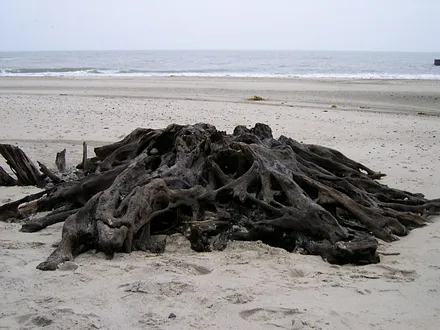 Fundstück am Strand