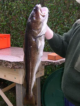 Wir lieben nur lokalen frischen Fisch:) z. B. Dorsch  ohne Antibiotika