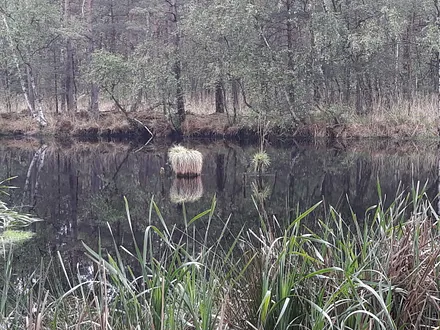 Wanderung ins Ribnitzer Moor empfehlenswert