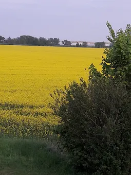 Blick übers Rapsfeld zum Achterwasser